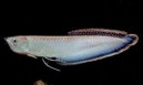 Black arowana — 17-20